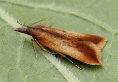 Dichomeris ustalella