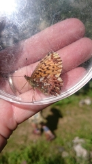 Boloria titania