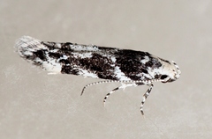Parachronistis albiceps