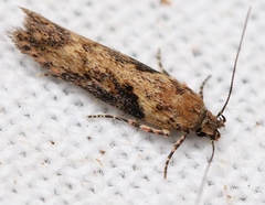 Scrobipalpa costella