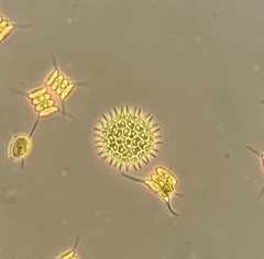 Pseudopediastrum boryanum longicorne