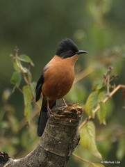 Heterophasia capistrata