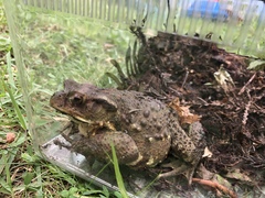 Bufo formosus