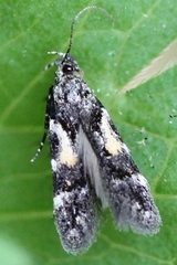 Teleiodes luculella