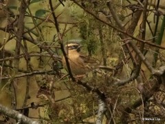 Prunella atrogularis