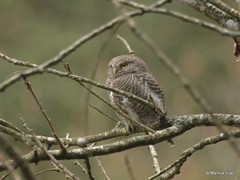 Glaucidium cuculoides
