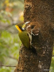 Chrysophlegma flavinucha