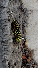 Placosternus difficilis