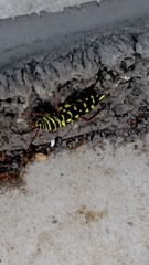 Placosternus difficilis