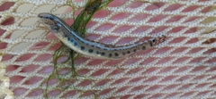 Cobitis elongatoides