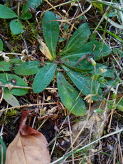 Pilosella aurantiaca