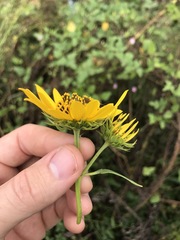 Helianthus verticillatus
