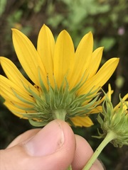 Helianthus verticillatus