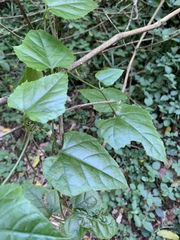 Cissus fragilis
