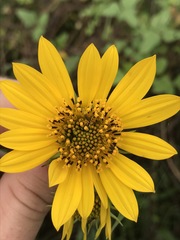 Helianthus verticillatus
