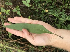 Helianthus verticillatus