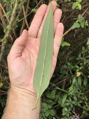 Helianthus verticillatus