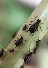 Uroleucon sonchi