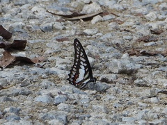 Graphium evemon