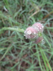 Zephyranthes drummondii