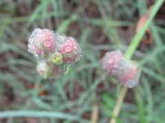 Zephyranthes drummondii
