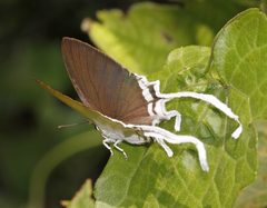 Cheritra freja evansi