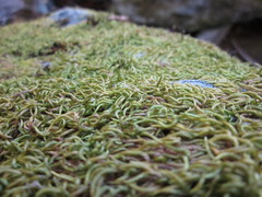 Scleropodium occidentale