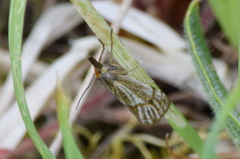 Thisanotia chrysonuchella