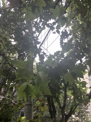 Platanaceae