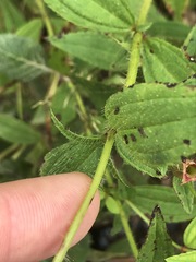 Rhexia mariana interior