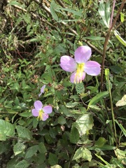 Rhexia mariana interior