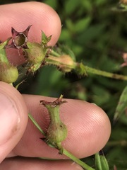Rhexia mariana interior