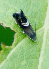 Grapholita interstinctana