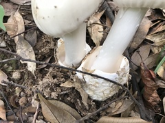 Amanita imazekii