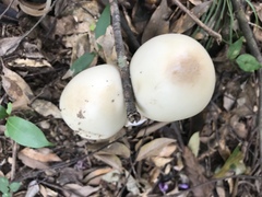 Amanita imazekii