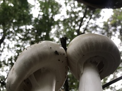Amanita imazekii