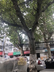 Platanaceae
