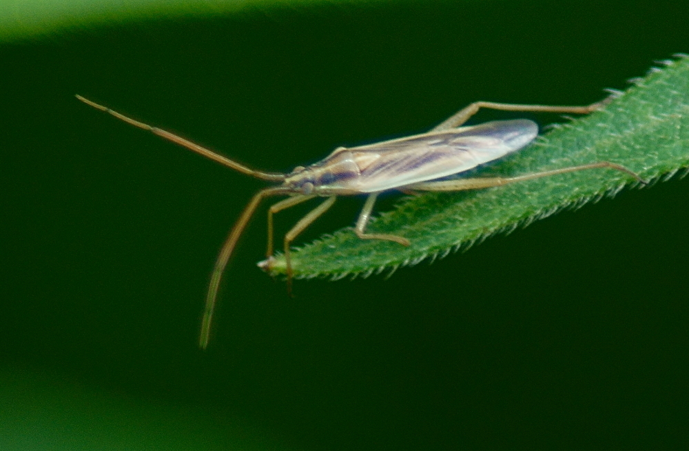 Stenodema vicinum