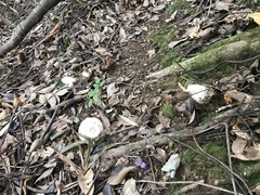 Amanita imazekii