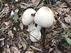 Amanita imazekii