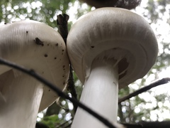 Amanita imazekii