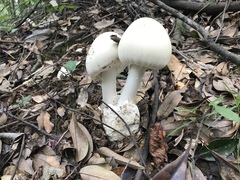 Amanita imazekii