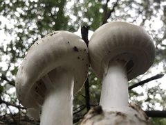 Amanita imazekii