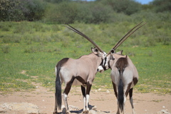 Oryx gazella