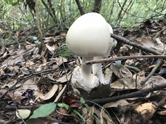 Amanita imazekii