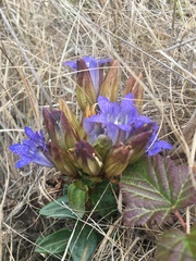 Gentiana affinis