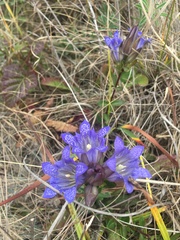Gentiana affinis