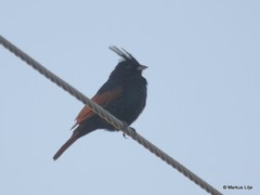 Emberiza lathami
