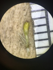 Symphyotrichum ontarionis glabratum
