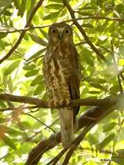 Ninox scutulata